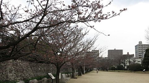 桜開花9