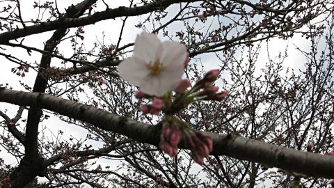 桜開花11