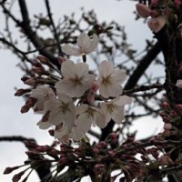 桜開花12